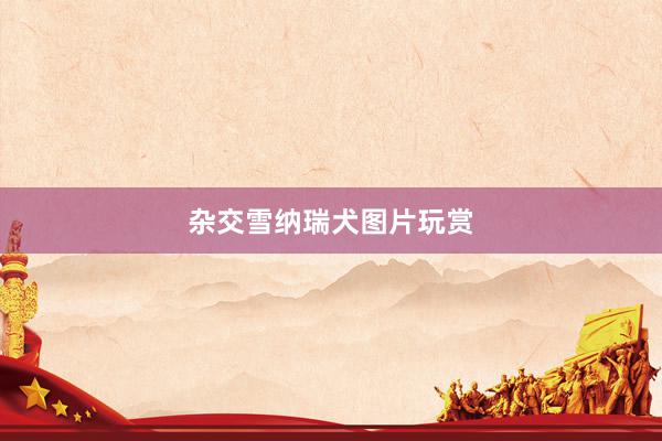 杂交雪纳瑞犬图片玩赏